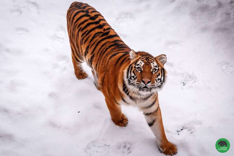 Луцькі тигри позували перед об'єктивом (фото) 
