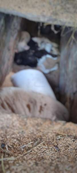 Крики, запах та недогляд: на Волині фермер може сісти за жорстоке поводження з тваринами (фото)