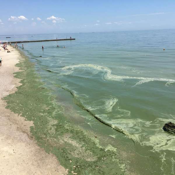 В Одесі позеленіло море: купатися не рекомендують (фото)