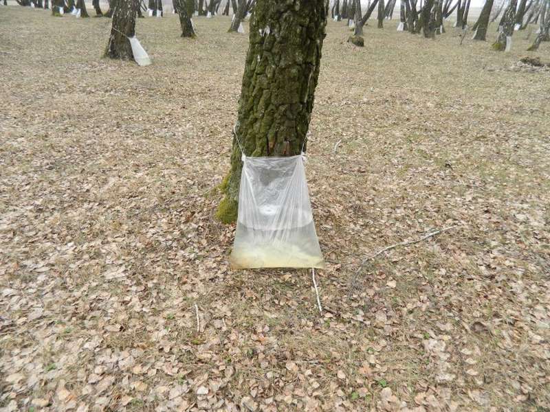 У Колківському лісгоспі  планують зібрати 100 тонн березового соку