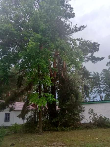 Вирвані з корінням дерева: на Світязі через буревій постраждав дитячий табір (відео)