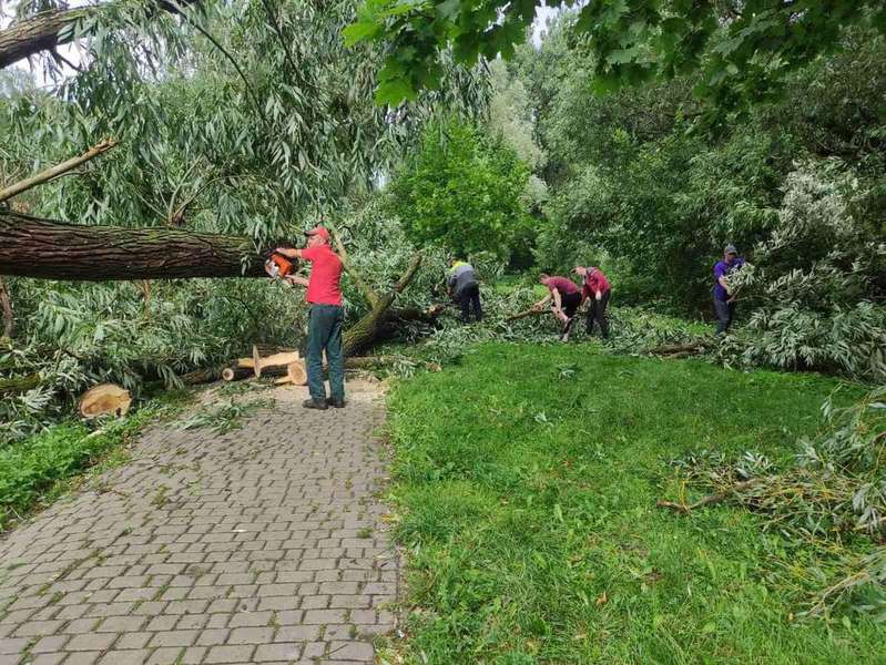 Повалені дерева та лінії електропередач: у Володимира негода наробила шкоди (фото)