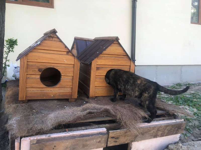 У Луцьку обікрали бездомних котиків (фото)