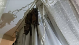 У Луцьку зграя кажанів «окупувала» квартиру на дев'ятому поверсі (фото)