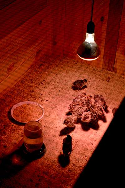 У Звірівському лісі штучно вивели молодняк фазана (фото)