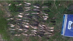 Сітками з човна: на Ковельщині браконьєр ловив сомиків у заказнику (фото)