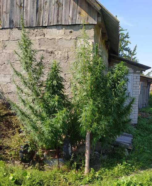 Волинянин виростив на городі заборонені рослини (фото)