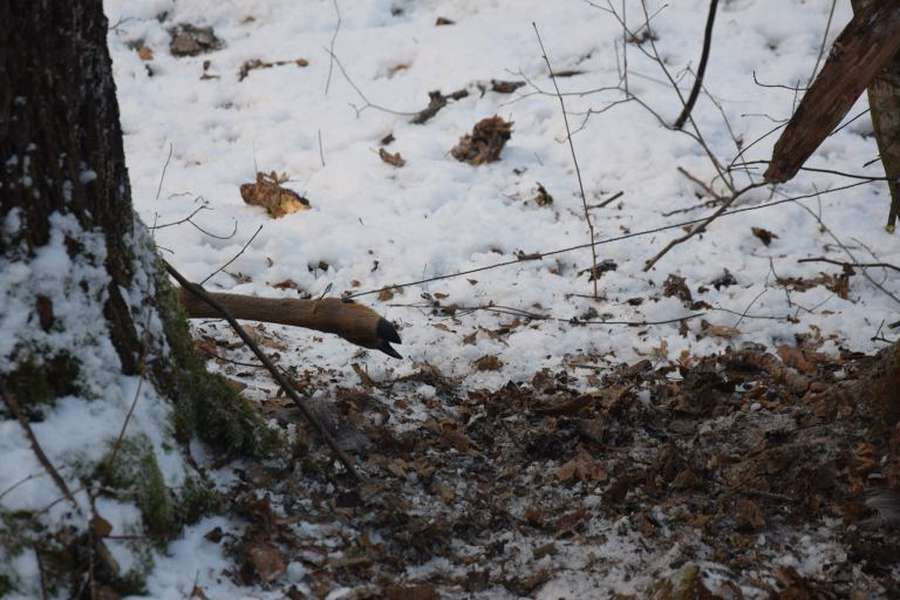 У лісі на Волині знайшли рештки впольованих козуль і живу тварину в петлі (фото 18+, відео)
