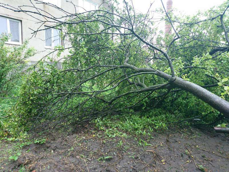 У Луцьку неподалік центру розломилося дерево (фото)