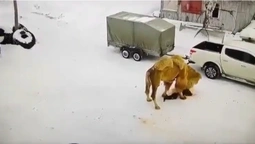 Помстився кривднику: в росії верблюд вбив охоронця за те, що той його ображав (відео)