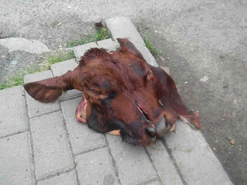 У Луцьку просто на вулицю викинули голови тварин (фото, відео 18+)