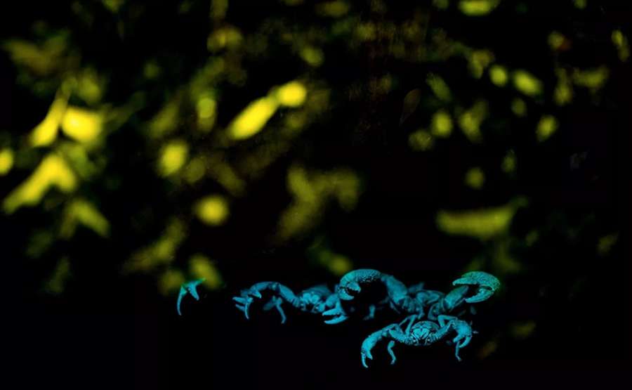 Гігантські лісові скорпіони під ультрафіолетовим світлом><span class=