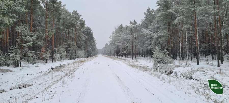 Волинське Полісся засипало снігом (фото)