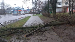 У Луцьку на тротуар впало чимале дерево (фото)