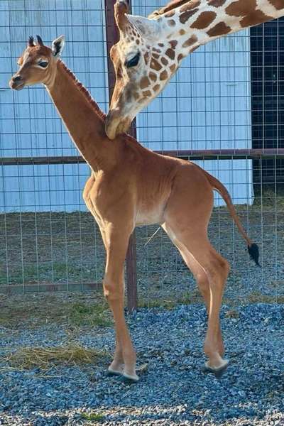 У зоопарку США народився жираф без плям