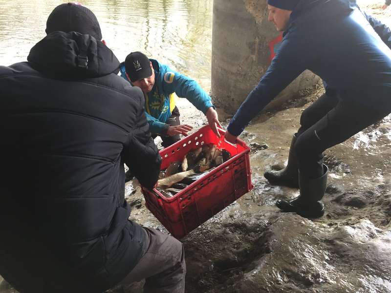 Короп і щука: у Луцьку в Стир запустили майже тонну риби (фото)