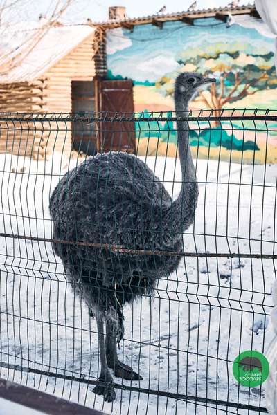 Пухнасте мімімі: Луцький зоопарк показав зимові фото своїх підопічних