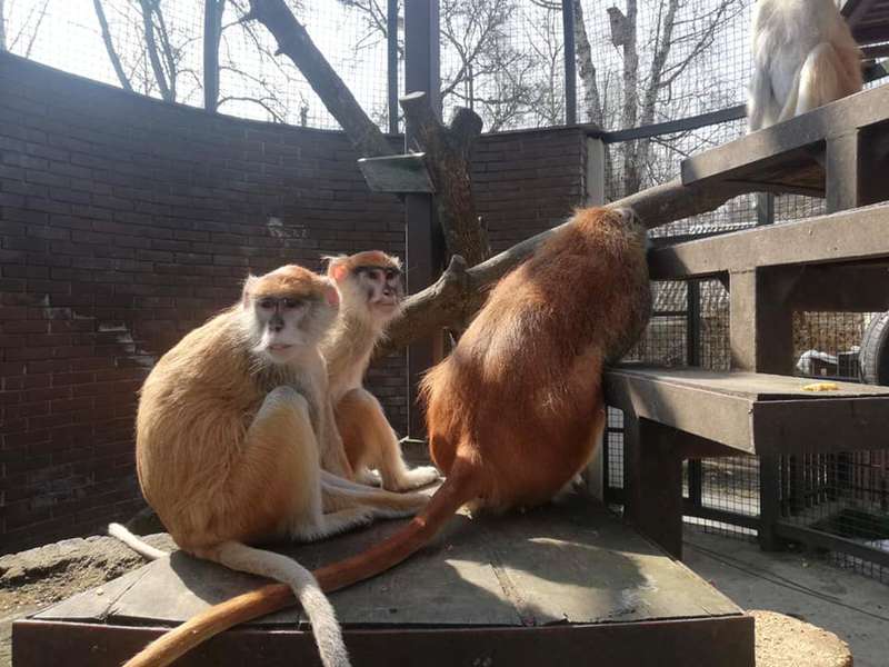 «Сумували без наших мармизок?»: справжня весна у Луцькому зоопарку (фото)