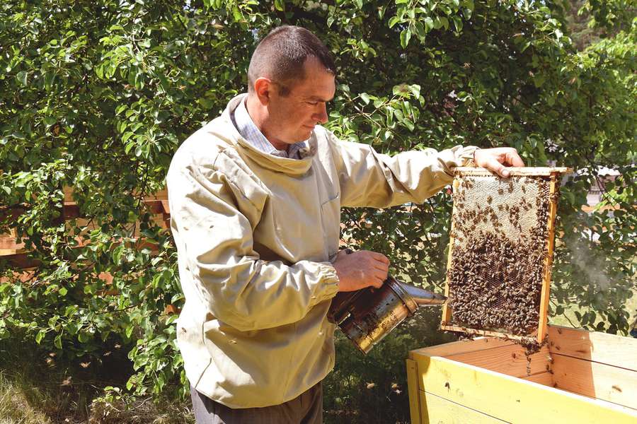 На Волині заготовляють цілющий лісовий мед (фото)
