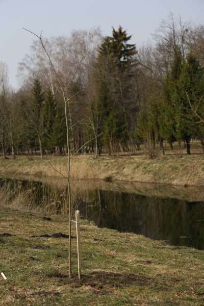 Тополі, липи, клени: у Луцьку  озеленюють центральний парк (фото)