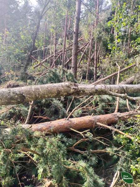 Наслідки негоди: волинські лісівники прибиратимуть повалені дерева (фото)