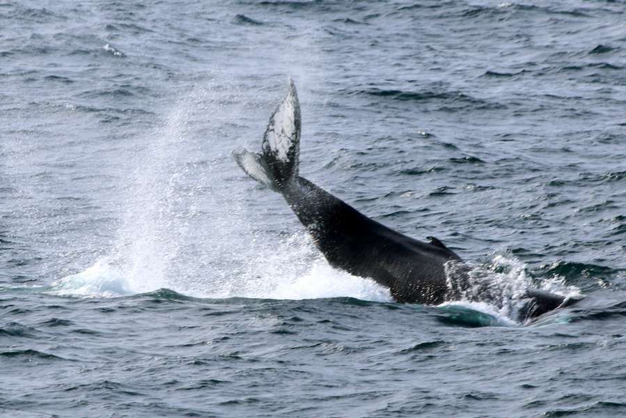 Українські полярники зробили унікальні фото горбатих китів (фото)