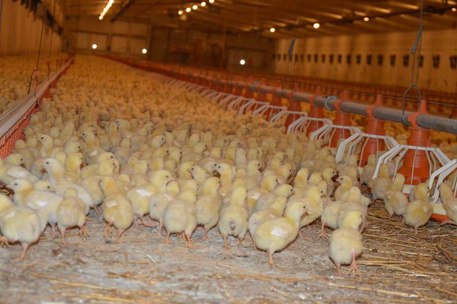 Як на Волині вирощують курятину без антибіотиків (фото)*