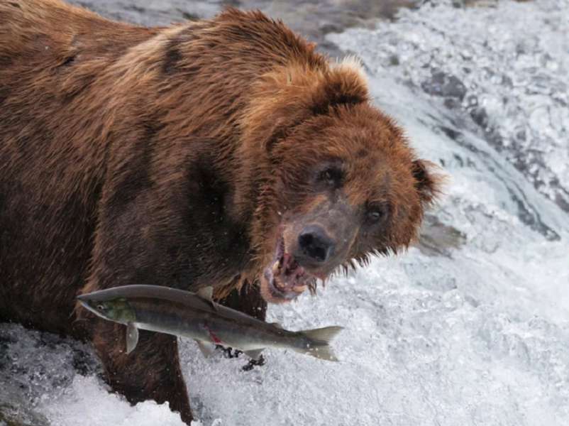 Бурий ведмідь кидається на лосося, Аляска