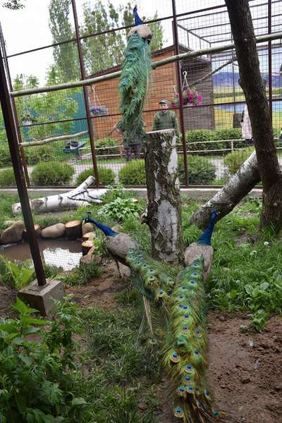 Із озелененням та басейном: у Луцькому зоопарку павичі «переїхали» в новий вольєр