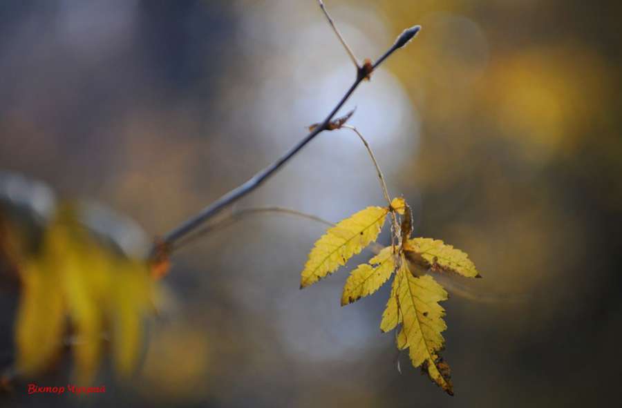 Луцький фотохуджник показав акварелі жовтня (фото)