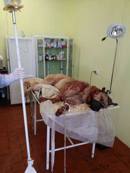 «Хотіли відрубати голову»: на Волині невідомі порубали собаку помічника нардепа (фото 18+)
