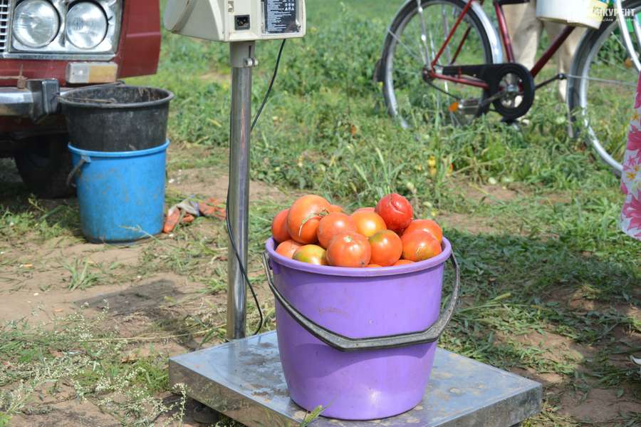 Під Луцьком – плантація дешевих помідорів