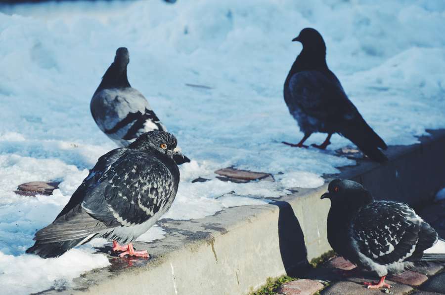 Зимовий «CityPark»: експозиція, місток та голуби (фото)
