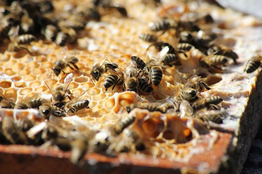 Як вибрати натуральний мед: поради від волинського пасічника