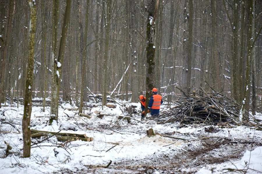 Лісівники ріжуть дерево
