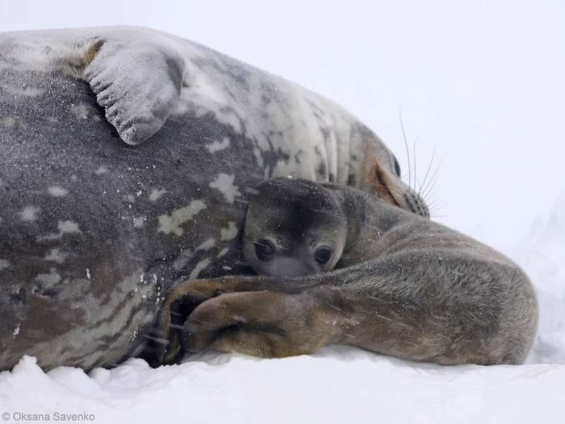 Пенола та Краля: поблизу «Академіка Вернадського» народилися тюленята(фото)