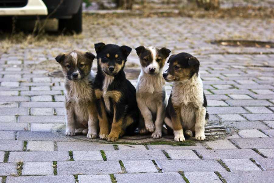 Лучан просять допомогти порахувати безпритульних собак у місті 