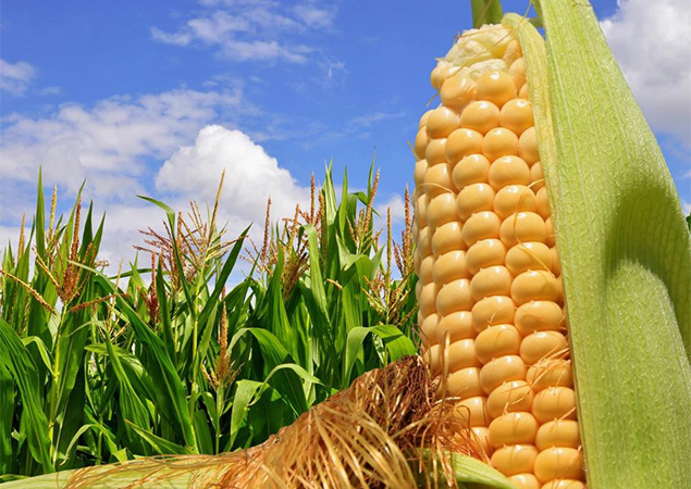 В Україні сподіваються на рекордний урожай кукурудзи 