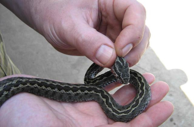 На Волині активізувалися змії: що робити при укусі 