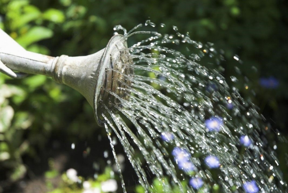 У «Луцькводоканалі» пояснили, як доведеться платити за поливання садів і городів 
