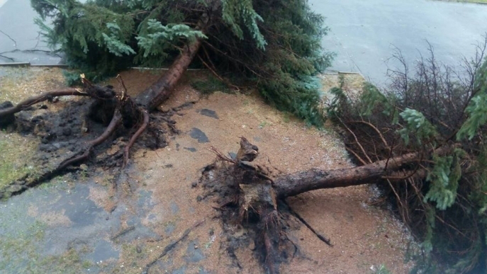 Повалені дерева і підтоплені авто: назвали наслідки негоди на Волині