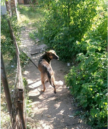 У Луцьку безпритульний собака «тероризує» мешканців (фото)