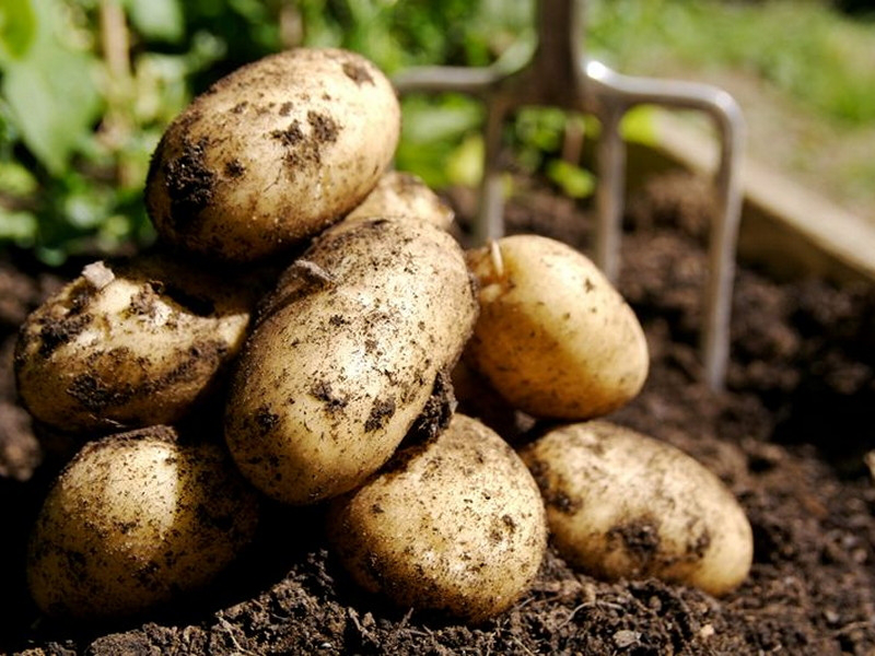 Фермери об'єднаються в кооператив «Волинська картопля»
