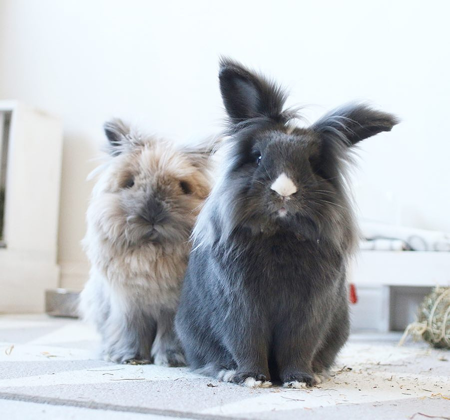 Домашні кролики з Швейцарії підкорили інтернет (милі фото)