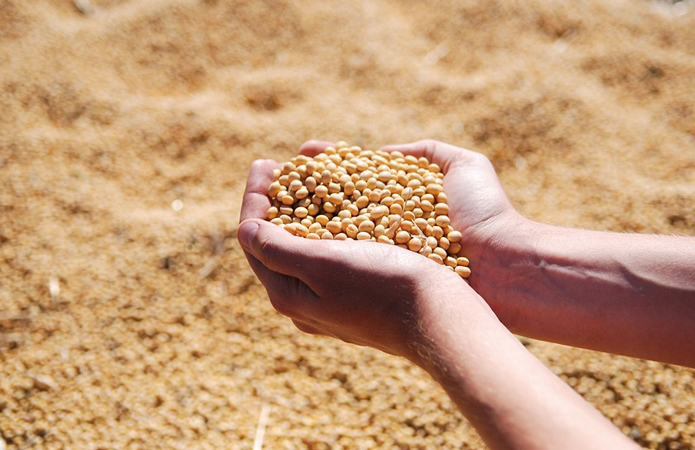 В Україні виробництво кукурудзи зросте, а сої знизиться на 7,5%