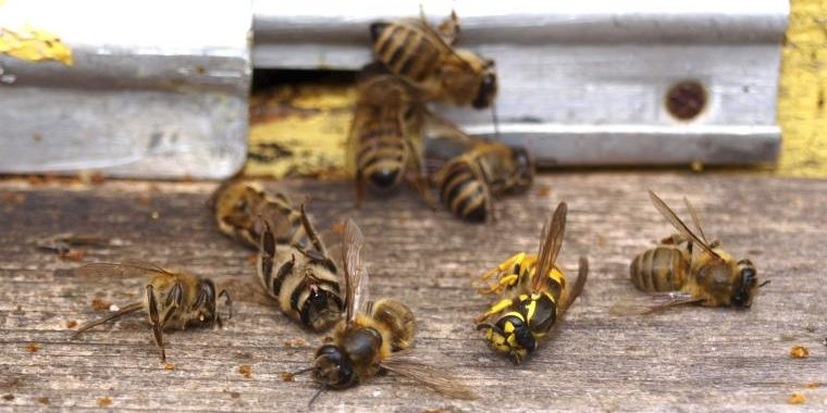 Через обробку полів на Волині загинули сотні бджолиних сімей