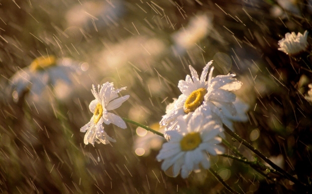 Сонце і дощ: погода в Луцьку на четвер, 17 травня 