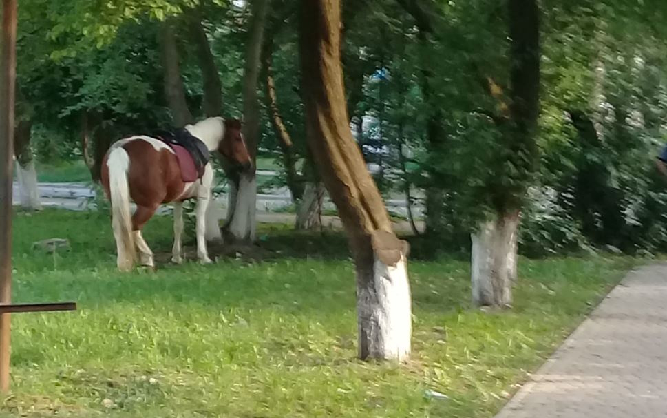 Ой чий то кінь стоїть... серед майданчика?