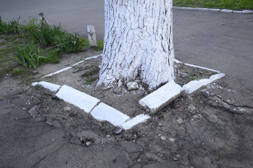 Білити чи ні: що будуть робити з бордюрами і деревами у Луцьку 