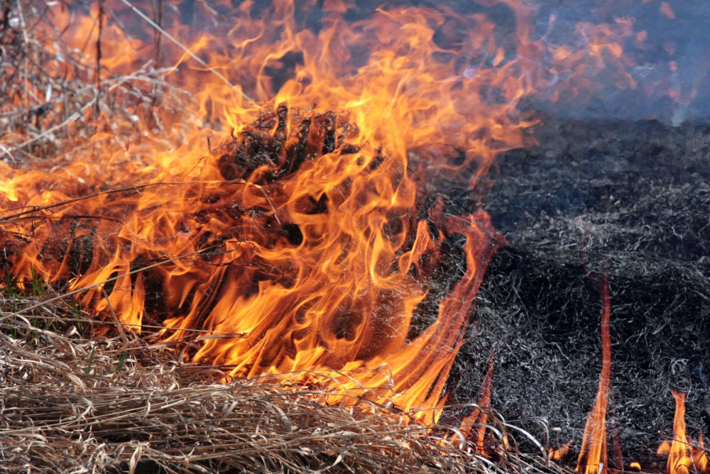 Волинян попередили про штрафи за спалювання трави 